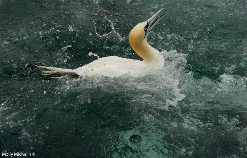 gannet(1)
